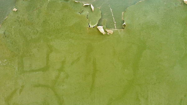 Grunge Wall Textures (Green): A concrete wall painted long time ago...