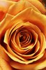 pomarańczowy róża: 