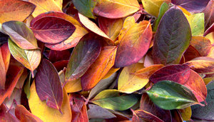 Fall Leaves: I have a hedge in my back yard that produces the most colorful leaves in the fall, so I had to take a picture of them before they turned brown. 