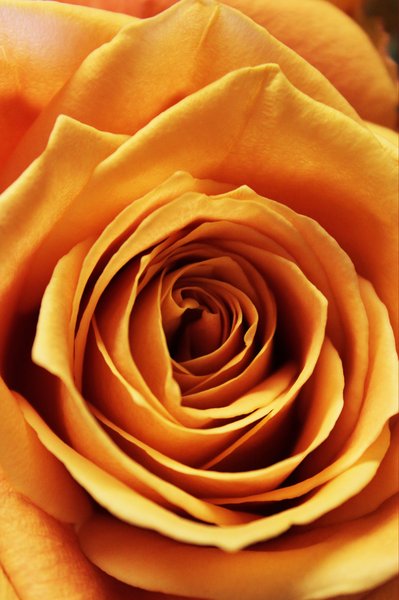 Orange Rose: A shot of a beautiful Orange Rose that my boyfriend got me for my birthday. 