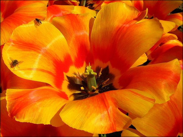 Orange flower with two flies: I forgot the name of this flower but I like the color and the two flies on top