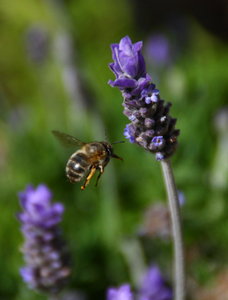 bee: bee and lavender plant