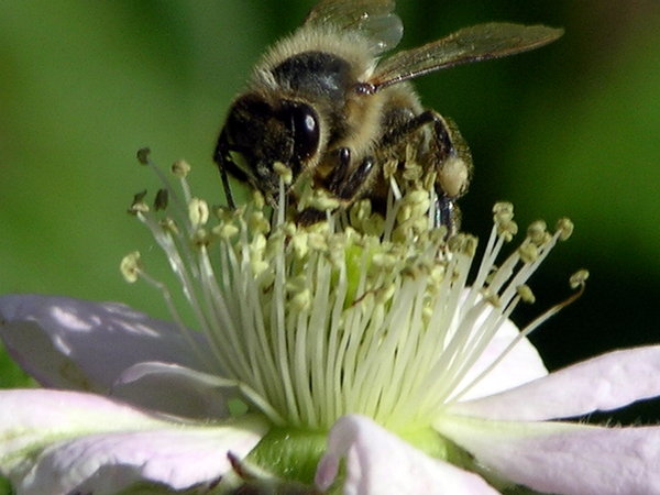pszczoła: 