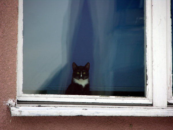 Cat in the window: 