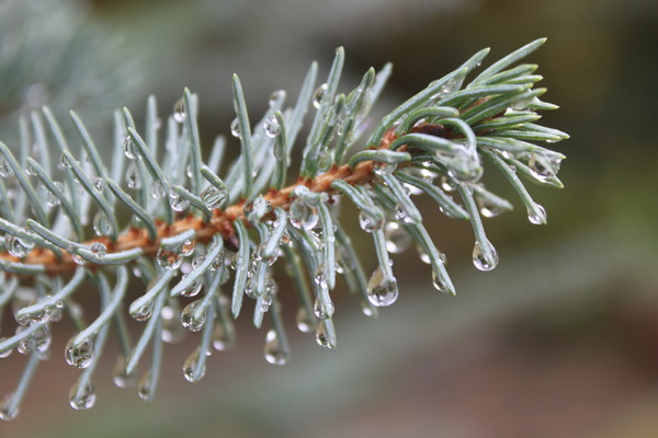 pine branch with rain drops: Pine branch with rain drops.