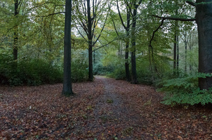 Forest path: A picture of a soft path in a forest with large trees and bushes during autumn