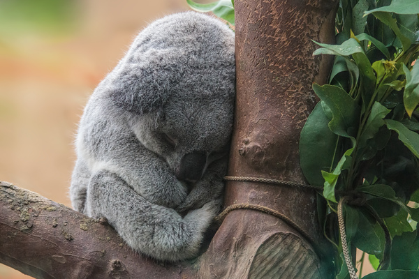 Koala bear sleeping: A picture of a cute koala bear sleeping in the zoo of Planckendael, Belgium