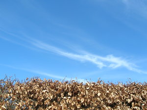 Sky and hedge: Blue sky above autumn hedge