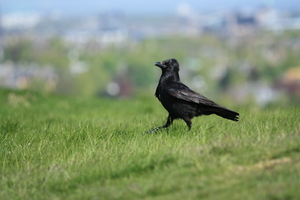 Rook: A rook or raven strutting its stuff on grass