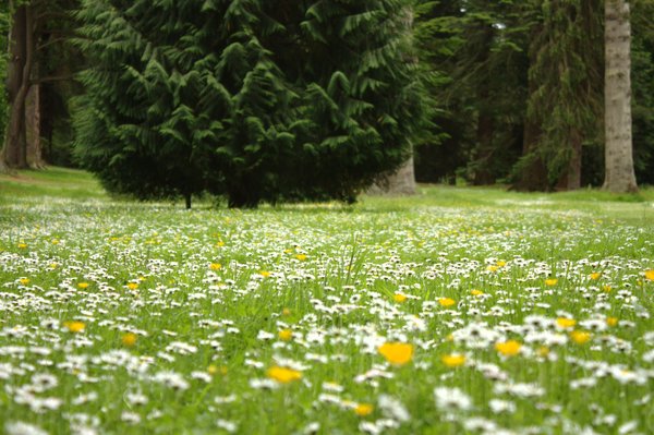 Carpet of daisies: Woodland carpetted with daisies