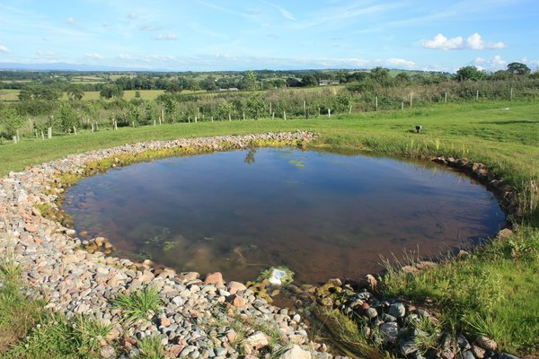 Artificial pond: A man made pond