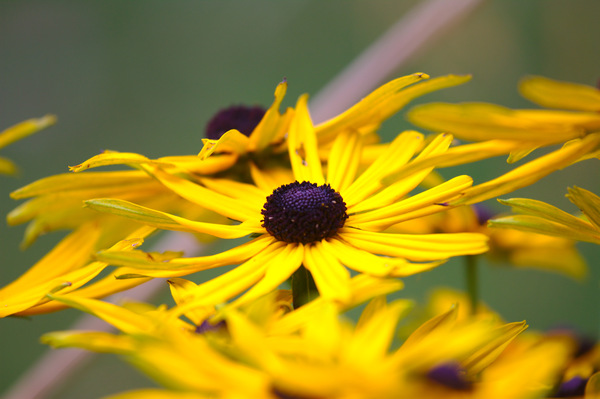 Download Yellow flower | Free stock photos - Rgbstock - Free stock images | ColinBrough | May - 18 - 2015 (2)