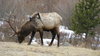 Elk 5: The elk in Rocky Mountain National Park. March 9, 2008