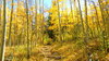 Colorado Aspen: The aspen leaves in the mountains not too far from Idaho Springs, CO. September 18, 2010. The trees turned a week or so early this year because the summer was especially dry towards the end. They say the trees will finish turning early as well.