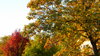 Autumn Trees: Some trees in my neighborhood. 10-20-10.