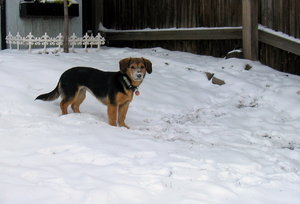 Powderhound!: Our puppy Cedar having the time of her life in her first snowfall. She was running around like crazy, (and my pictures were just blurs!) but pause for a second now & then so I could snap a photo.