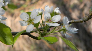Apple Blossom: Some apple blossoms blooming.