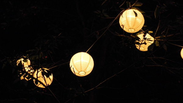 Japanese Lanterns: A string of Japanese Lanterns in our cherry tree.