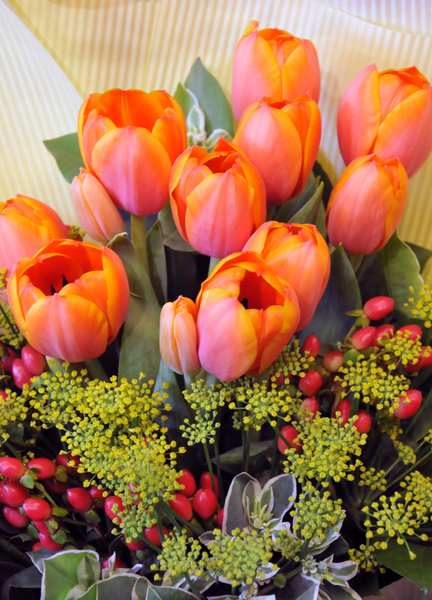 colorful tulips: colorful tulips
