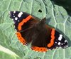 Butterfly on Cabbage Leaf: Red Admiral Butterfly resting on a Cabbage Leaf