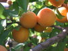 Apricot tree 1: Old apricot tree in grandma´s garden