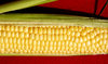 Corn 1: Corn harvest at he end of summer.