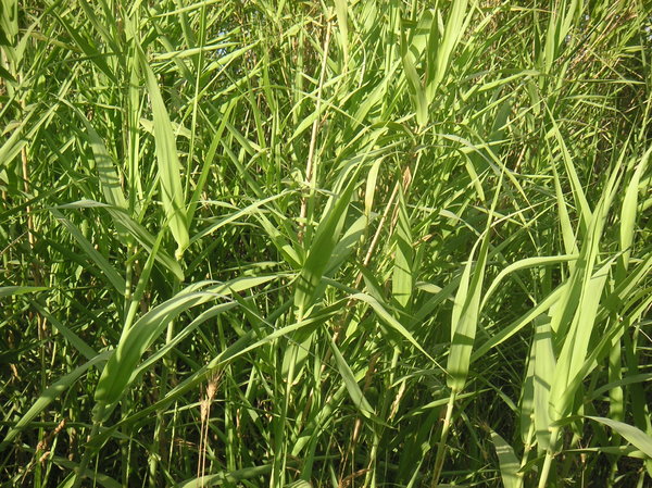 Marsh grass: Marsh grass in the wind.