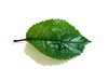 leaf 2: leafs