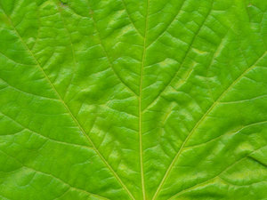 green texture: leaf
