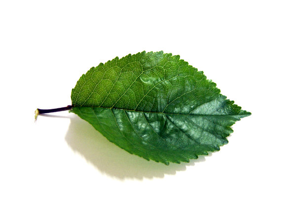 leaf 2: leafs