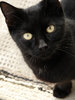 gato negro 1: 