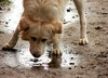 thirst: dog drinking water