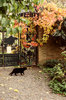 Katze im Garten: 