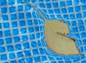 pool leaf 1: leaf in the pool