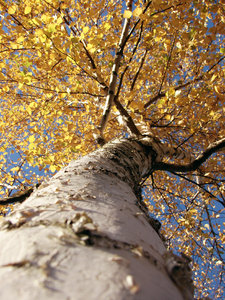 autumn perspective: white birch