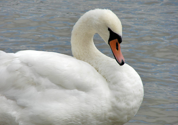 swan 5: swan