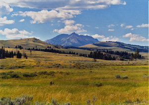 Green plains: Green plains in Yellowstone National Park