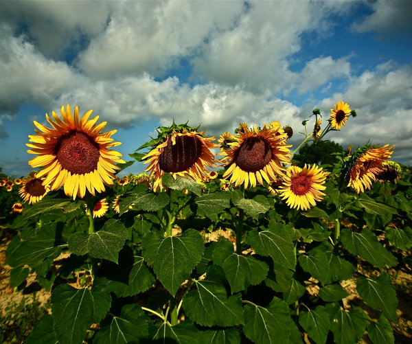 Sunflowers: Tuscany landscape