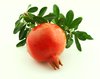 Pomegranate: A farm fresh pomegranate straight from the tree, isolated on a plain background.