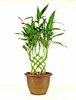 Potted Plant: Bamboo shoots grown in a pot and trained to make a weave,