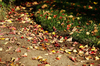 Fall Leaves on Grass: Fall leaves on rich green lawn and dirt border