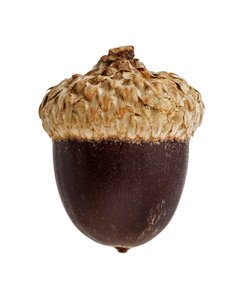 Acorn: Fruit of the oak tree: a smooth thin-walled nut in a woody cup-shaped base cupule.
