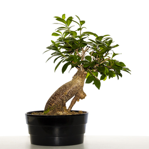 Simple bonsai: Bonsai plant we bought at the store