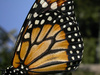 Monarch wing detail: Detail of a hindwing of the South American danaine butterfly Danaus erippus (Southern Monarch).