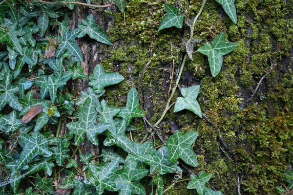 Moss, Ivy, and Tree Bark: Close up of ivy leaves growing on an old maple tree.
