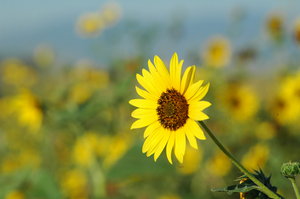 Sonnenblumen: 