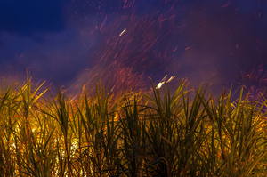 Sugar Cane Fire: Sugar cane being burnt by farmer at dusk prior to being harvested. Picture taken Nunderi NSW Australia