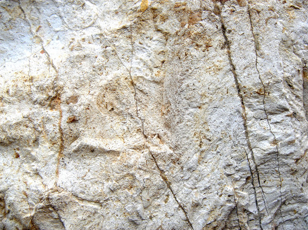 Limestone 1: Texture of a limestone
