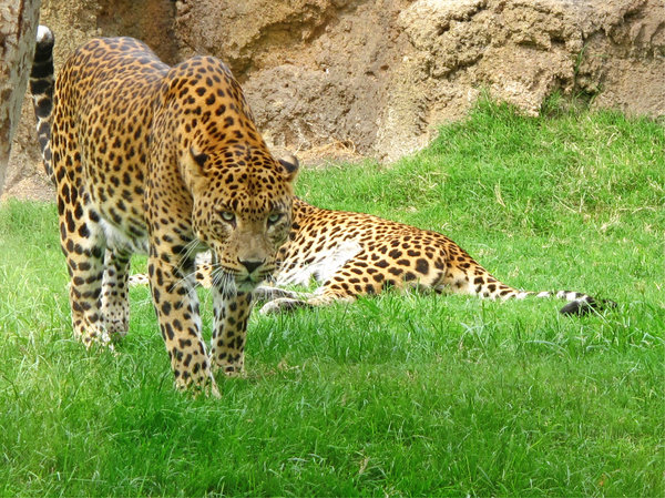 Leopards: 