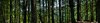 forest: forest panorama